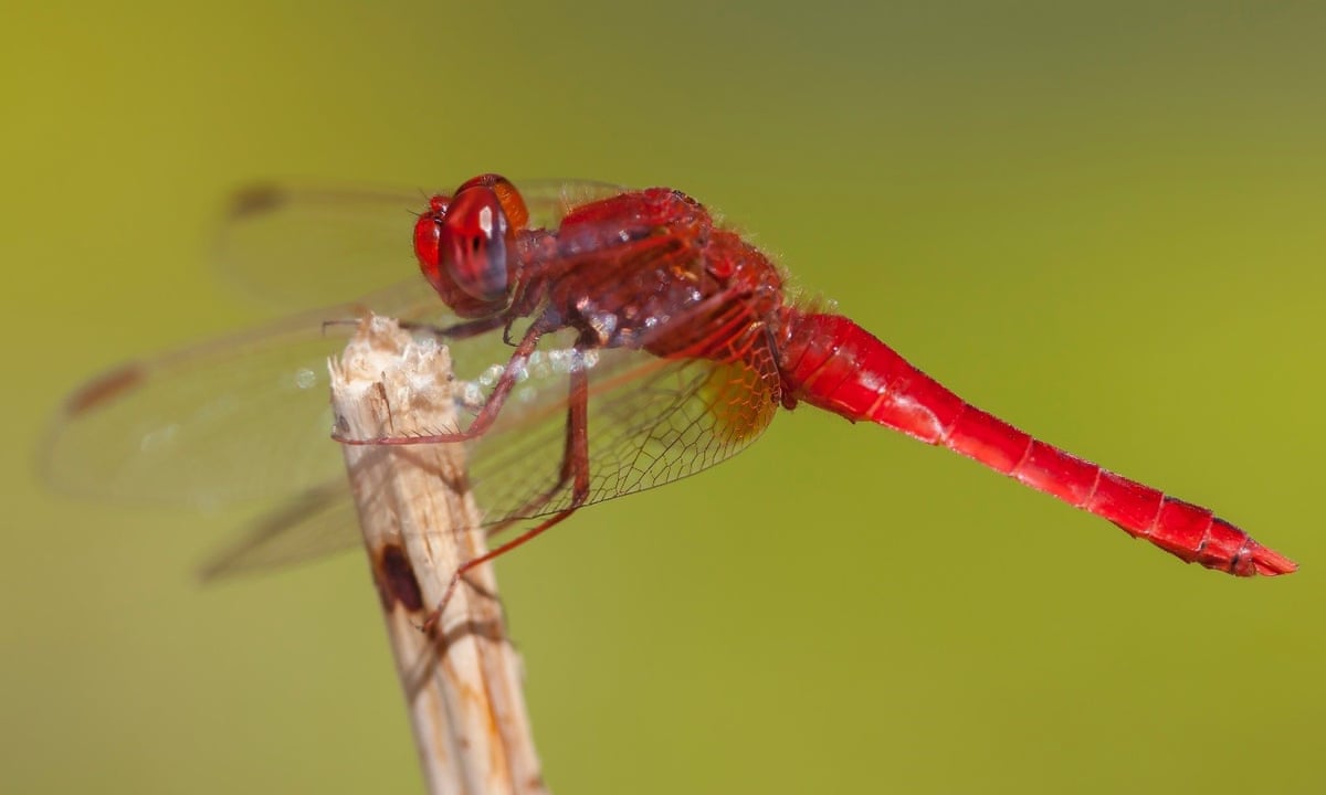 Red Dragonfly Insectuk Red Dragonfly Pictures