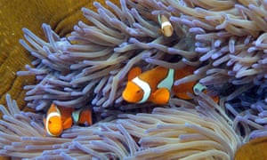 Religious leaders of many faiths want more to be done to protect Australia’s Great Barrier Reef.