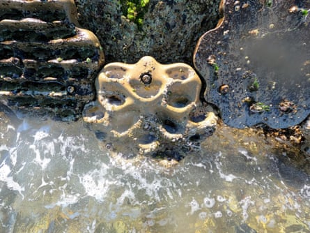 Seawall panels mimic the habitat of the natural shoreline ecosystem as part of environmental efforts in Sydney.