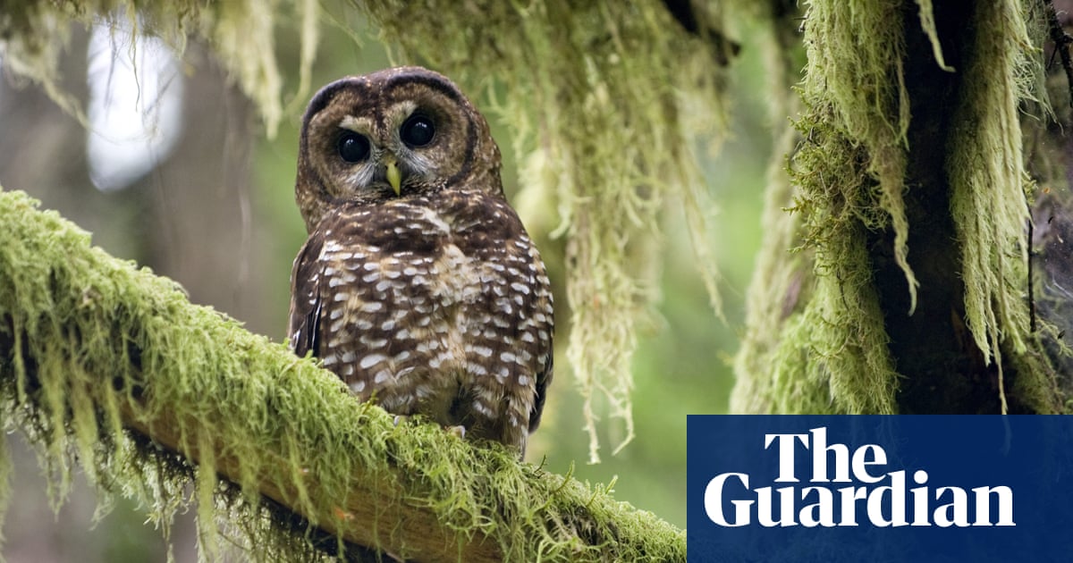 Biden strikes down Trump-era plan to remove northern spotted owl habitat