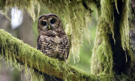 An endangered wild northern spotted owl perches in a tree in an old growth section of forest on Bureau of Land Management property near Roseburg, Oregon.