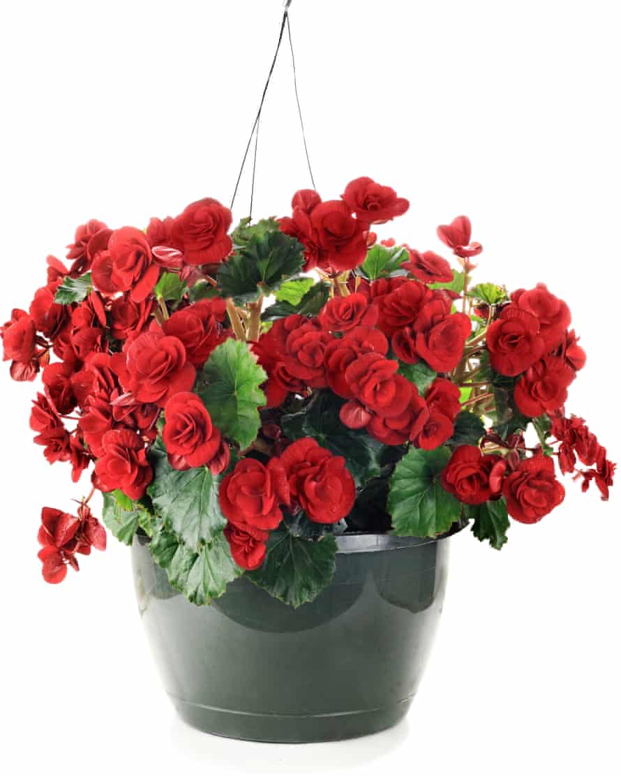 Beautiful begonias: if you have to use pots, choose non-porous vessels.