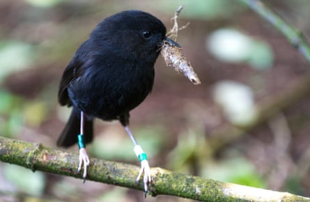 The black robin bird of New Zealand