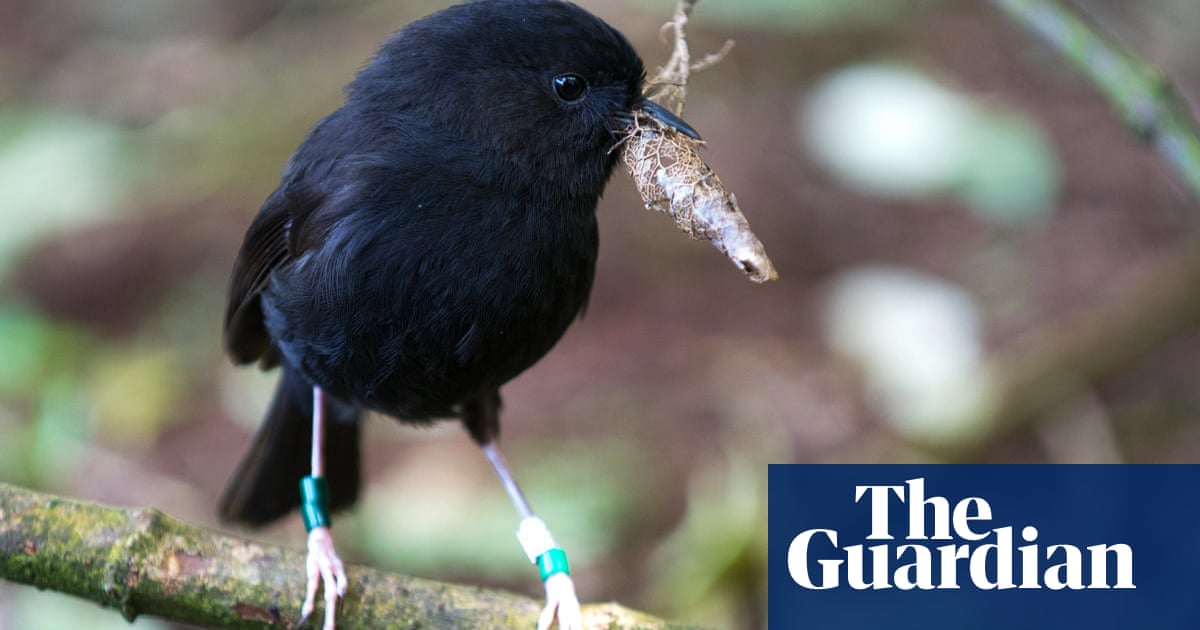 Once a global conservation success story, New Zealand’s black robin in trouble again