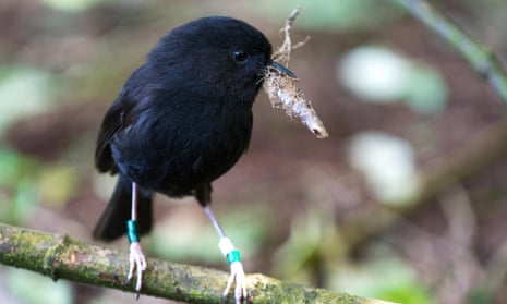 A Chatham Island black robin building a nest.
