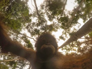 A baby orangutan in Borneo plays with a GoPro left in the forest by the photographer, who was watching from about 20 metres away