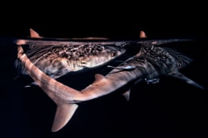 Two grey reef sharks