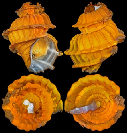 Snail with ornate orange-coloured shell