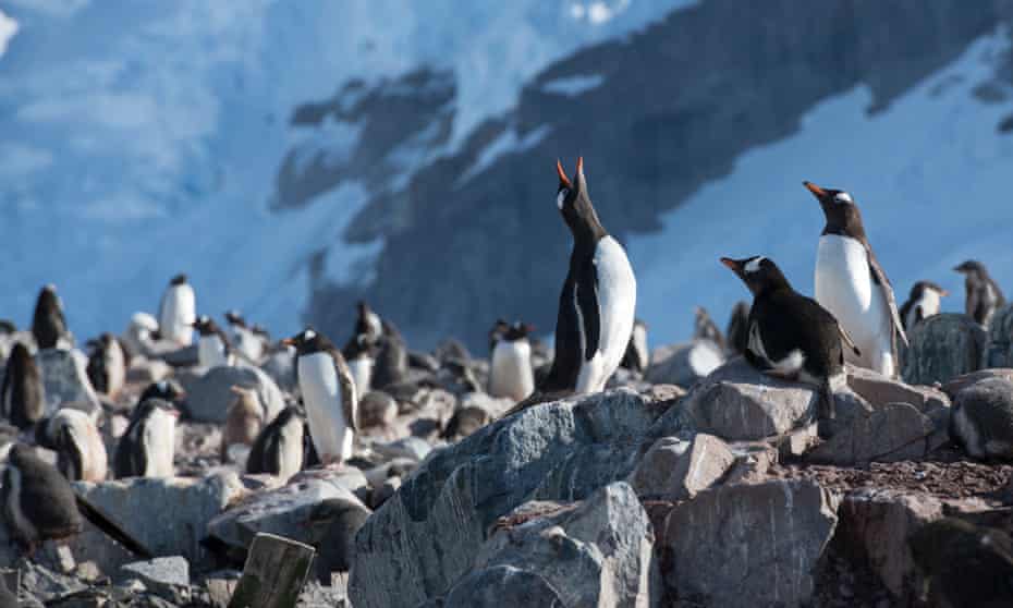 Gentoo penguins in the Antarctic. 