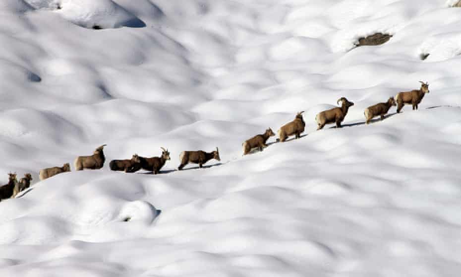 Bighorn sheep are seen on their winter range on Mount Langley near Lone Pine in the Sierra Nevada.
