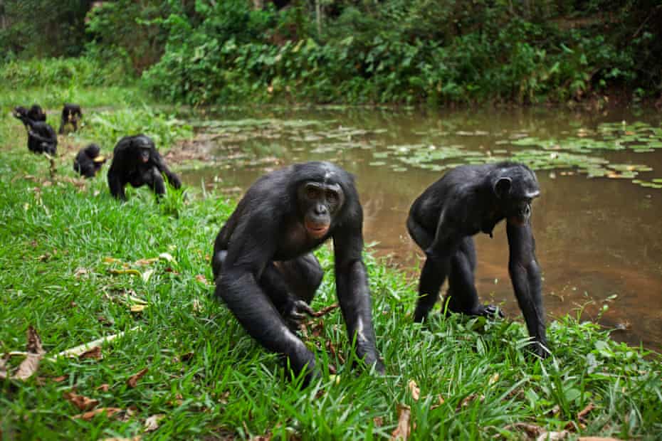 Bonobo grupė vaikšto palei ežero kraštą Lola Ya bonobo šventovėje Kongo Demokratinėje Respublikoje