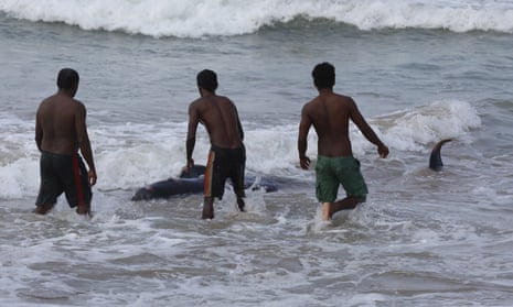 Locals try to push a stranded pilot whale back out to sea in Panadura, Sri Lanka, on 3 November.