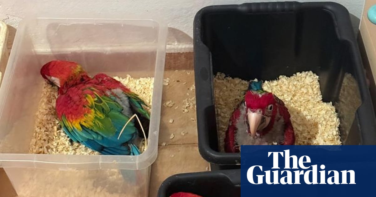 Man caught with 300 tortoises and 77 parrots bound for Malta at Sicilian port