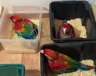 Man caught with 300 tortoises and 77 parrots bound for Malta at Sicilian port