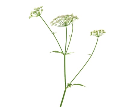 Blooming ground elder, Aegopodium podagraria isolated on white background.