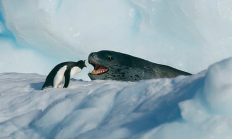 A face-off between a penguin and a giant leopard seal in Seven Worlds, One Planet.