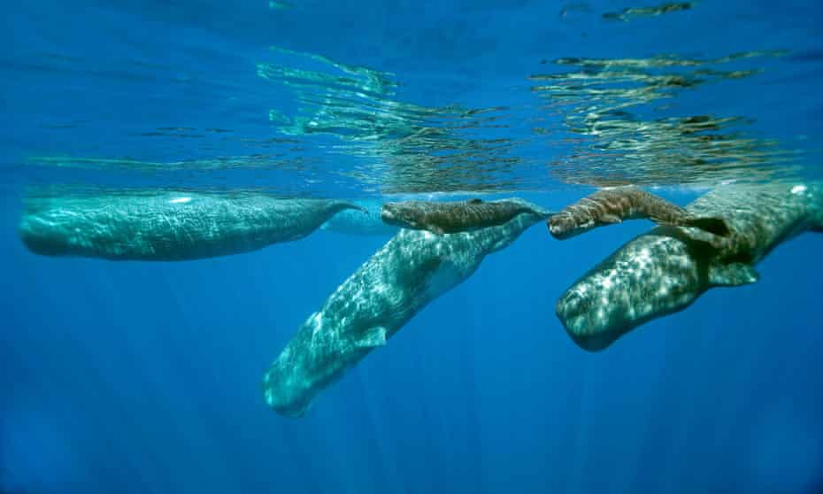 Sperm whale adults with calfs. Like many other species, they are highly vulnerable to oil exploration in the Hellenic trench area