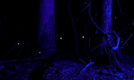 Some fireflies can flash in unison, and scientists are trying to figure out  how