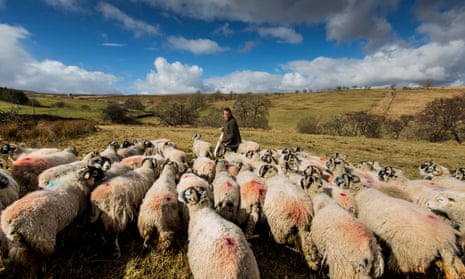 Sheep in Cumbria