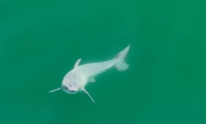 Pesquisadores na Califórnia podem ter visto pela primeira vez um grande tubarão branco recém-nascido, que capturaram em imagens de drones tiradas no verão passado. O recém-nascido filhote de tubarão branco, que se acredita ter apenas algumas horas de vida por causa de sua barbatana dorsal arredondada, foi filmado na costa da Califórnia, perto de Santa Bárbara, EUA. Pode ser o primeiro avistamento de um tubarão branco recém-nascido, de acordo com uma nova pesquisa