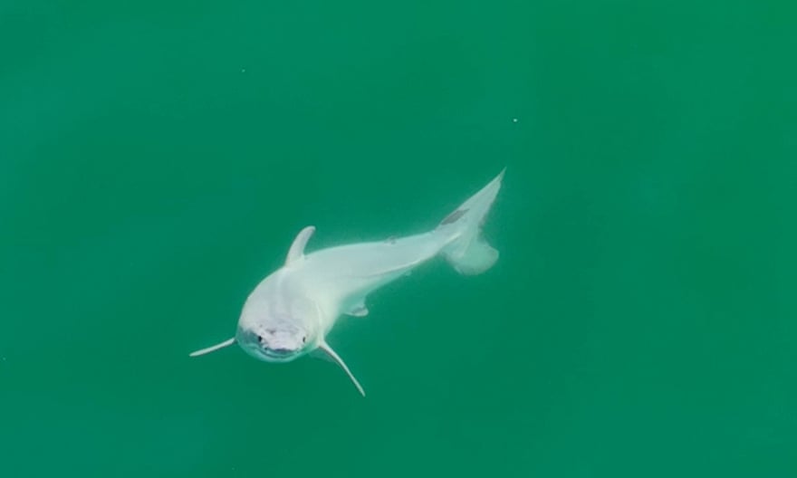 Great white shark infant