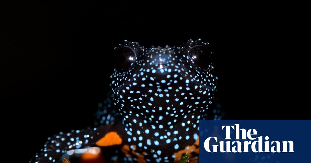 Magical' galaxy frogs disappear after reports of photographers destroying their habitats
