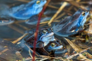 Blue-coloured male moor frogs (Rana arvalis) in a pond in Klein Salitz, Germany. During mating season, the males’ skin appear blue-violet due to spectral reflection. The exact reason for the colour change remains unexplained, but is thought to give visual signal to attract females or fend of competing males.