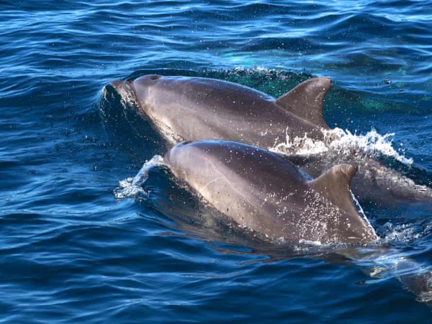 Dolphins on the WA coast