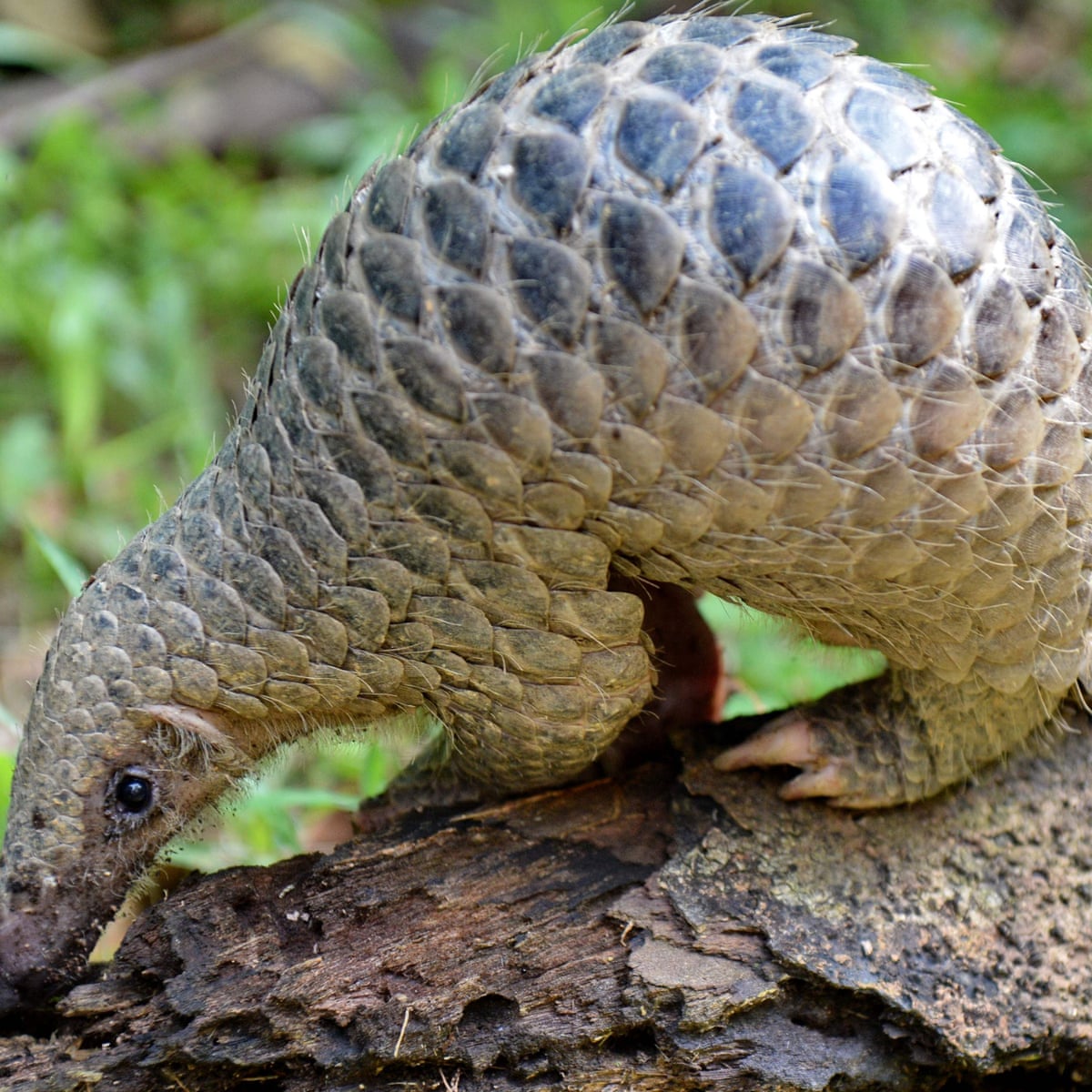 Pangolins May Have Spread Coronavirus To Humans Coronavirus The Guardian