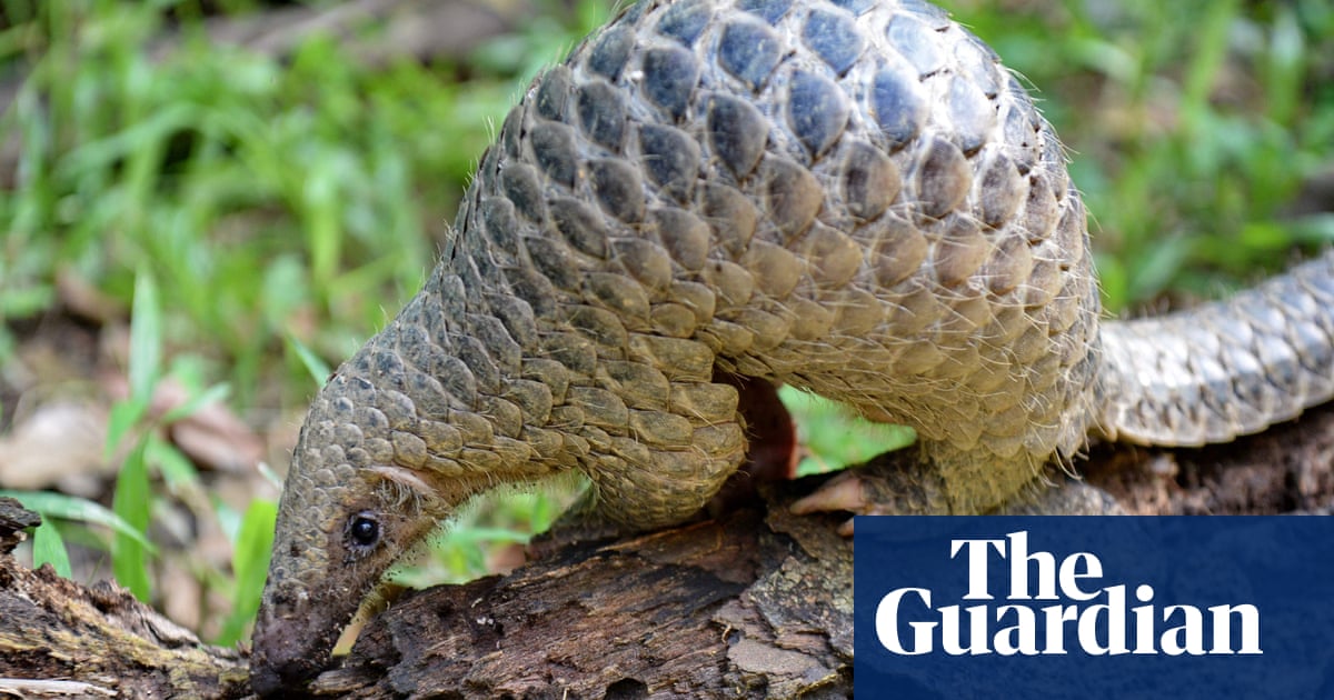 Pangolins may have spread coronavirus to humans | World news | The ...