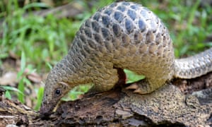 A pangolin