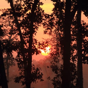 The Chhattisgarh forest