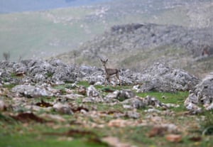 A mountain gazelle, whose habit of consuming food deteriorated due to stress after the earthquakes in Kahramanmaras, is seen in Hatay, Turkiye