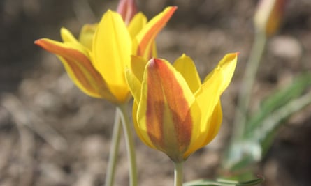 A new species of Tulip, Tulipa toktogulica, discovered by a Cambridge-Kyrgyz joint expedition in Kygyzstan.
