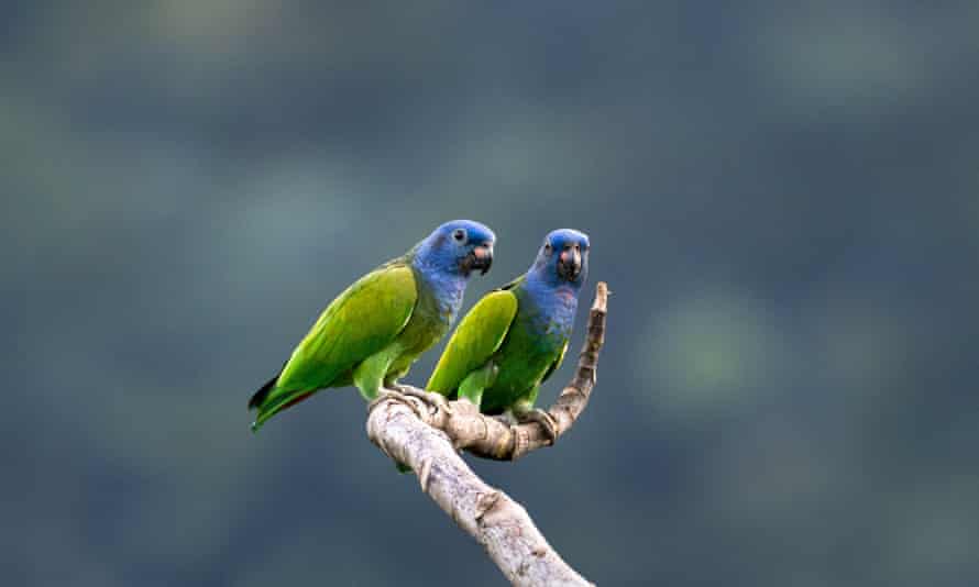 Can our passion for pets help reset our relationship with nature? Can our passion for pets help reset our relationship with nature?