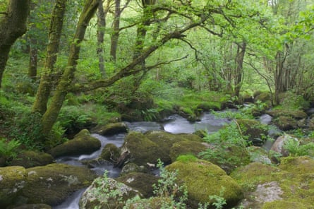 A stream flows over moss-covered boulders and stones in a green woodland