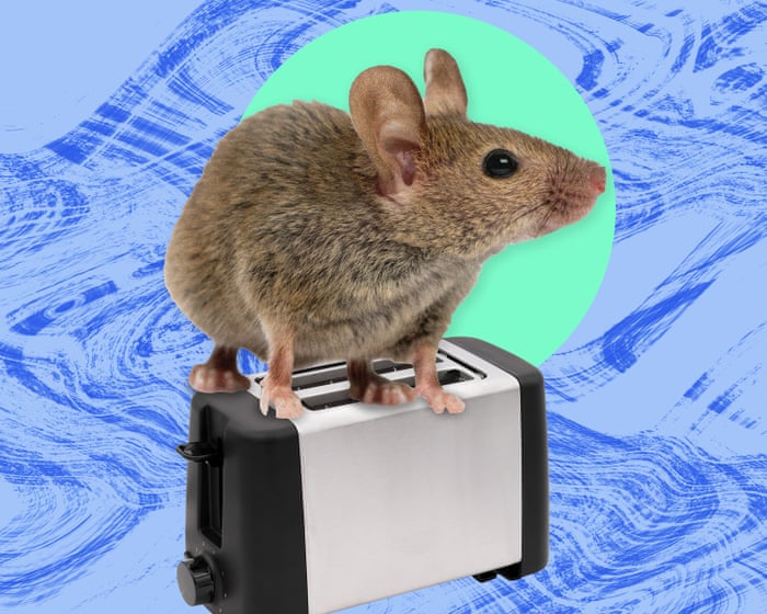Mouse in the toaster: Mi historia de terror millennial de los 20s