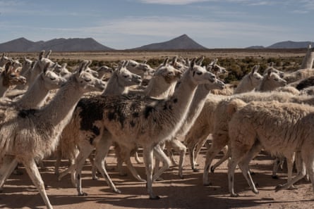 A herd of llamas in mountainous terrain