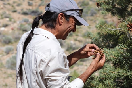 a man holding conifer nuts