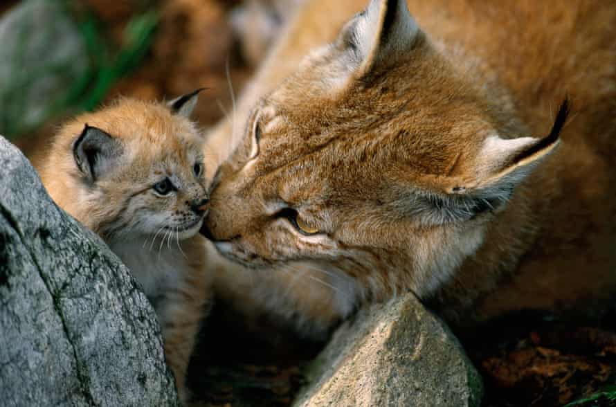 Female Eurasian lynx and kitten.