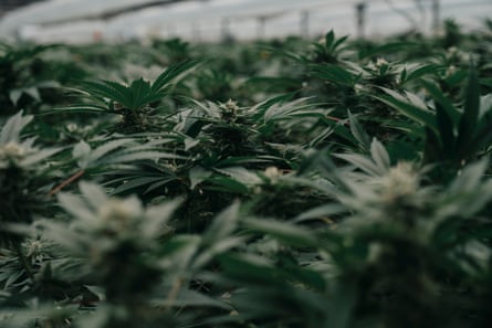 marijuana plants up close