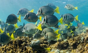 School of yellowtail surgeonfish on the reef off Cabo Pulmo