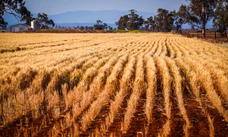A failed wheat crop
