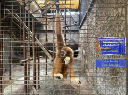 Un animal en el zoológico de Bata en Bangkok, Tailandia.  25 de octubre de 2022