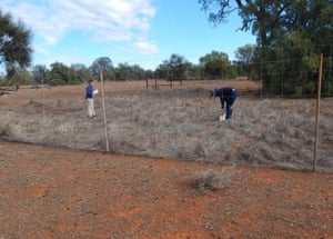 Research in a kangaroo exclosure on Yathong nature reserve