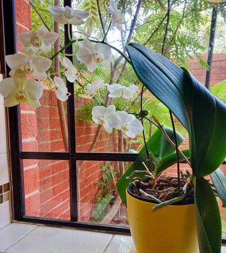 Seetha Dodd’s orchid in bloom