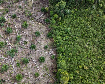 Deforestation and an oil palm plantation in Kalimantan, Borneo.