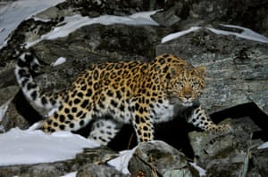 As few as 70 critically endangered Amur leopards are left in the wild, due to habitat destruction and human-wildlife conflict.