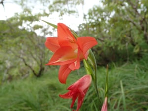 9. A botanists’ love letter: Kew scientist named orange flower after his wife, Maria
