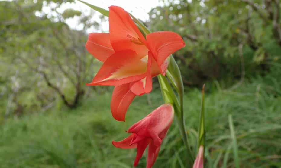 Gladiolus mariae, found in the Kounounkan Massif in Guinea, is one of the species newly identified in 2019.